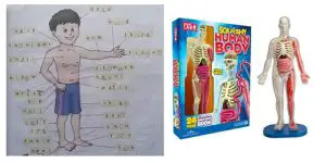 human body toys for kids