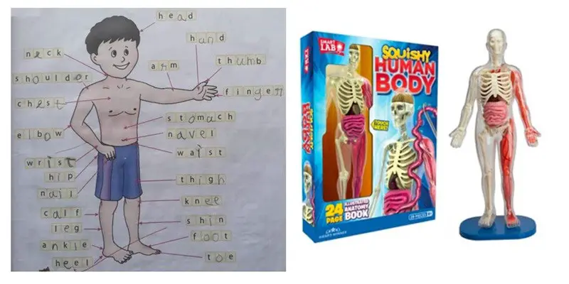 human body toys for kids